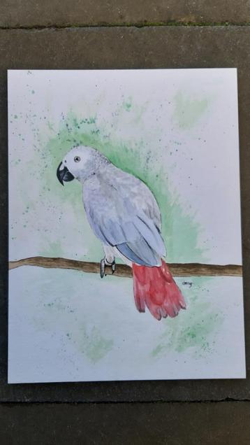 Aquarel Grijze Roodstaart 