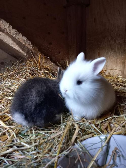 Dwerg konijntjes, Dieren en Toebehoren, Konijnen, Dwerg, Meerdere dieren