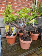 Druif (vitis bonsai) op stam: ruim 15 jaar oude stam!