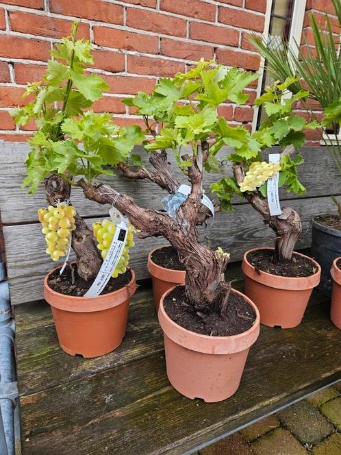 Druif (vitis bonsai) op stam: ruim 15 jaar oude stam!, Tuin en Terras, Planten | Fruitbomen, Ophalen of Verzenden