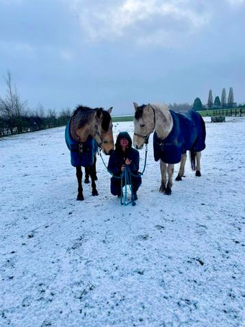 Verzorger gezocht (16+) voor pony’s in Steenderen