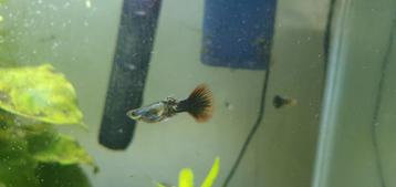 Raszuivere Red metal dragon guppies guppy's guppen 