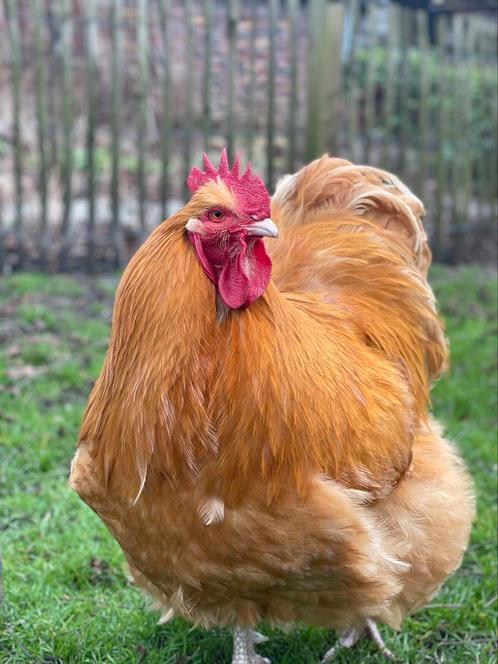 Broedeieren Orpington groot, Dieren en Toebehoren, Pluimvee