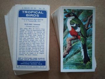 Tropical Birds complete set 50 tea cards 1961 vogels