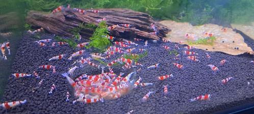 Crystal red garnalen, Dieren en Toebehoren, Vissen | Aquariumvissen