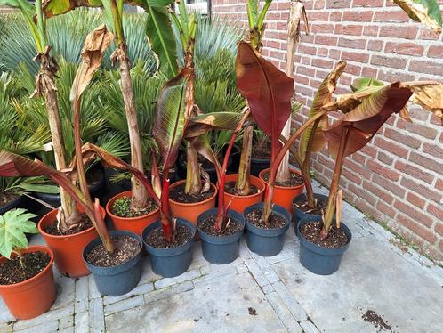 Ensete maurelli,rode bananenplant, Tuin en Terras, Planten | Tuinplanten, Ophalen