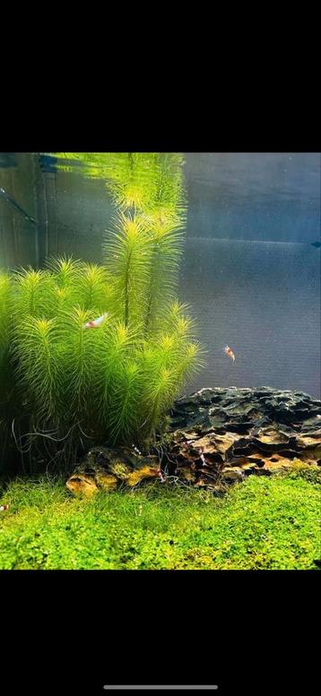 aquarium planten zonder slakken 