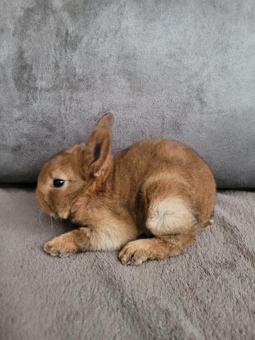 Standaard rex konijn ram, Dieren en Toebehoren, Konijnen, Mannelijk