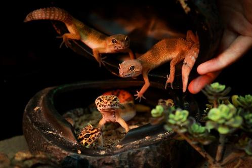 Eublepharis macularius - Luipaardgekko, Dieren en Toebehoren, Reptielen en Amfibieën, Hagedis, 0 tot 2 jaar, Met terrarium, Tam