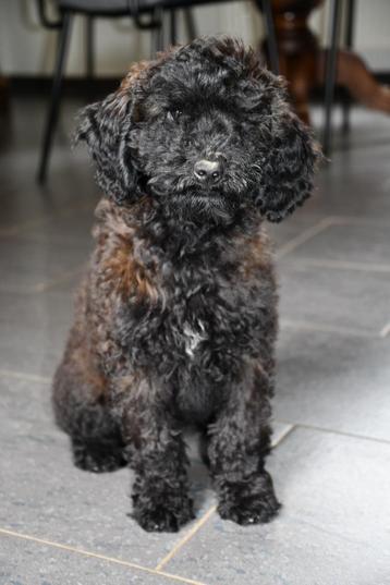 Labradoodle teefje uit geteste ouders   