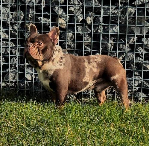 Unieke franse bulldog dekreu choco merle tan ter dekking, Dieren en Toebehoren, Honden | Bulldogs, Pinschers en Molossers, Reu