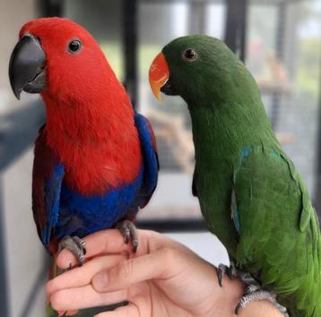 edel papegaaien jong , tam & pratende