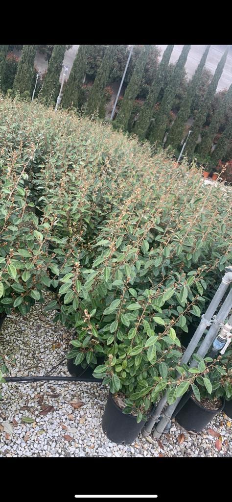 Elaeagnus ebbingei | Olijfwilg | 80/100 cm | volle planten, Tuin en Terras, Planten | Struiken en Hagen, Haag, Overige soorten