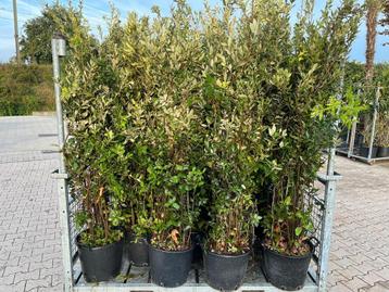 Quercus Ilex | Steeneik | Boom en struiken | Groenblijvend 