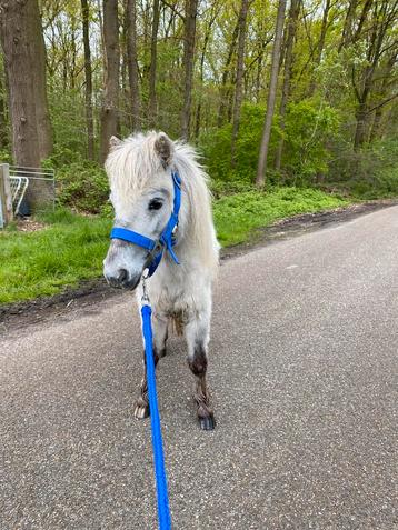 2 jarige mini appaloosa merrie 