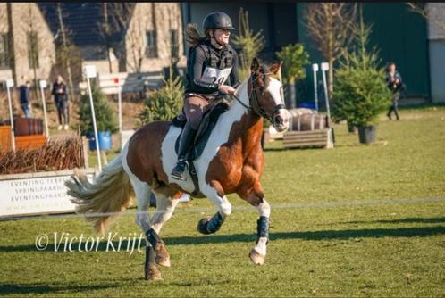 Stalling met weidegang gezocht, Dieren en Toebehoren, Stalling en Weidegang, Stalling, Weidegang