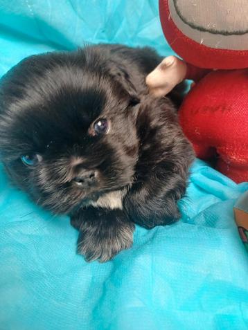 leuke lieve ras zuiver shih tzu pups 1 reutje