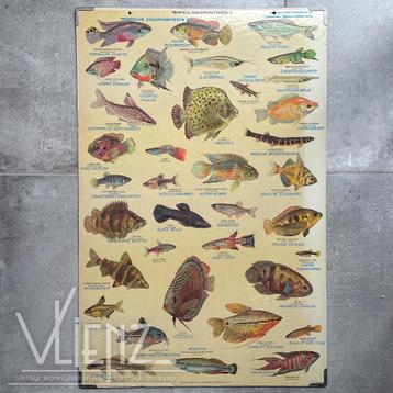 Vintage, retro schoolplaat tropische vissen, aquariumvissen