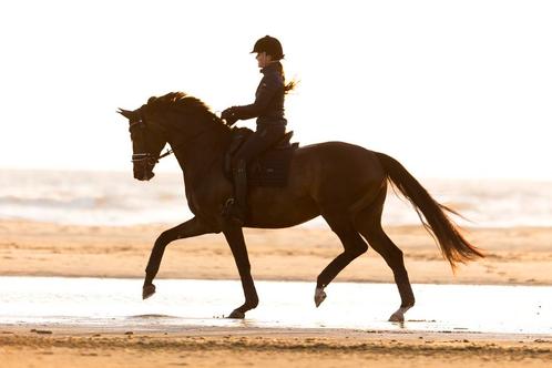 Zadelmak maken, africhten en trainen van paarden/pony’s, Boeken, Dieren en Huisdieren, Nieuw, Paarden of Pony's, Ophalen of Verzenden