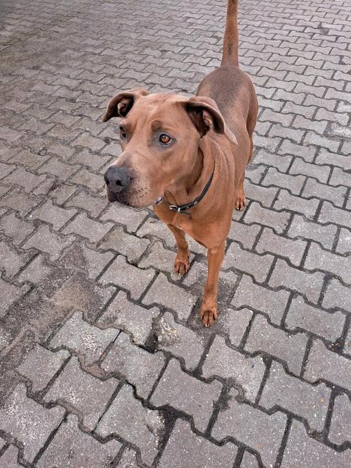 Nieuwe plek Dobberman, Rhodesian Ridgeback, Boerboel, Dieren en Toebehoren, Honden | Niet-rashonden, Groot, Teef, Particulier