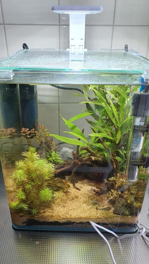 Dennerle 20 liter nano cube met inhoud, Dieren en Toebehoren, Vissen | Aquaria en Toebehoren, Zo goed als nieuw, Leeg aquarium