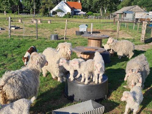 TE KOOP/RESERVEREN: Angorageit geiten mohair wol, Dieren en Toebehoren, Schapen, Geiten en Varkens, Geit, Meerdere dieren, 0 tot 2 jaar