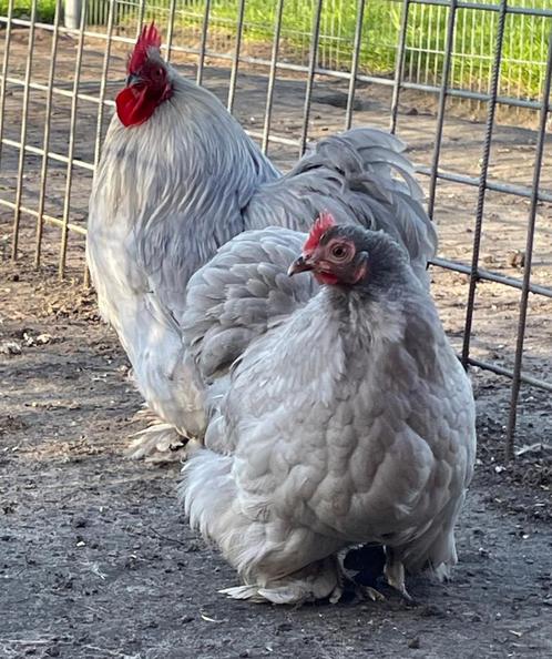 Parelgrijs Cochin kriel broedeieren., Dieren en Toebehoren, Pluimvee, Kip, Geslacht onbekend