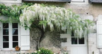 GEZOCHT GRATIS : witte regen / wisteria Sinensis alba