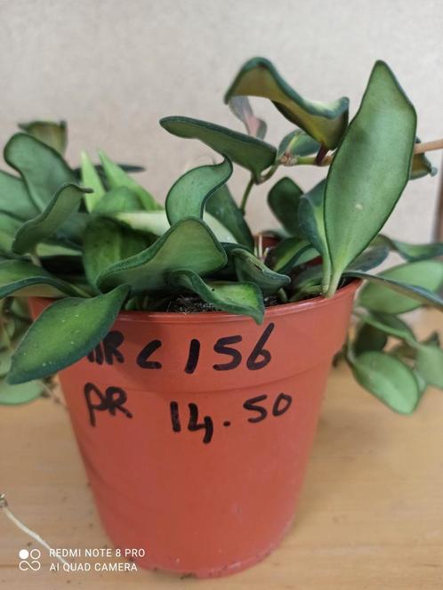 Hoya sp aff burtoniae variegata pm 12 nummer C156 reclame, Huis en Inrichting, Kamerplanten, Overige soorten, Minder dan 100 cm