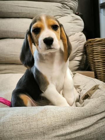 Belgische Beagle pups te koop 