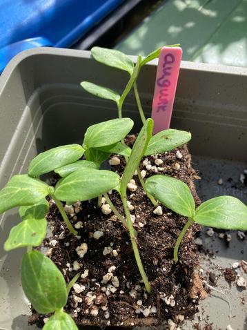 10 Kleine augurk plantjes voor de moestuin 