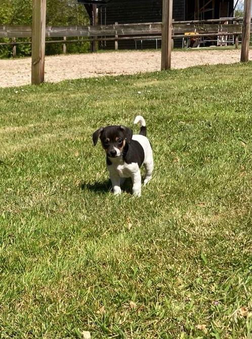 Boerenfox pup, Dieren en Toebehoren, Honden | Jack Russells en Terriërs, Meerdere dieren, Overige rassen, Particulier, Meerdere