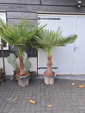 Trachycarpus fortunei winterharde palmboom 