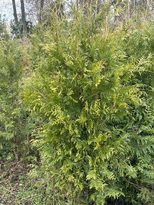 Thuja Brabant , coniferen , haag planten, groenblijvend, Tuin en Terras, Planten | Struiken en Hagen, Conifeer, 100 tot 250 cm