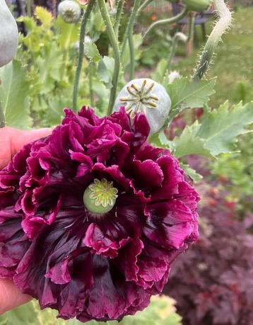 Papaver (mooie diepe, warme kleur)