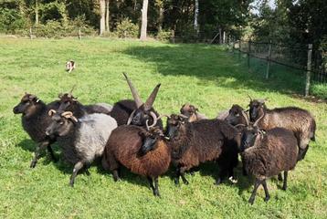 RESERVEREN/ TE KOOP Hebridean schapen