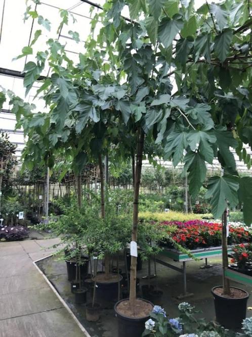 dakboom div soorten  in pot stam hoog 220-240 cm hoog, Huis en Inrichting, Kamerplanten, In pot, Ophalen