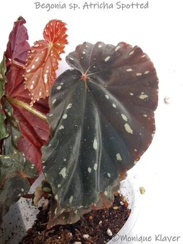 Begonia Atricha