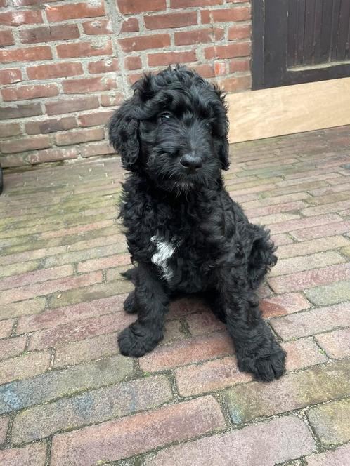 Bernedoodle puppy, Dieren en Toebehoren, Honden | Niet-rashonden, Groot, Reu, Particulier, Meerdere, Nederland, 8 tot 15 weken