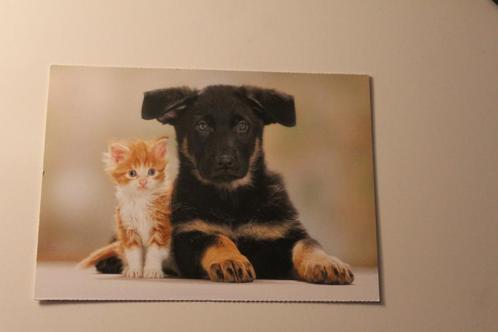 Katten Postkaart - Duitse Herder Pup en schattig Kitten, Verzamelen, Ansichtkaarten | Dieren, Ongelopen, 1980 tot heden, Hond of Kat