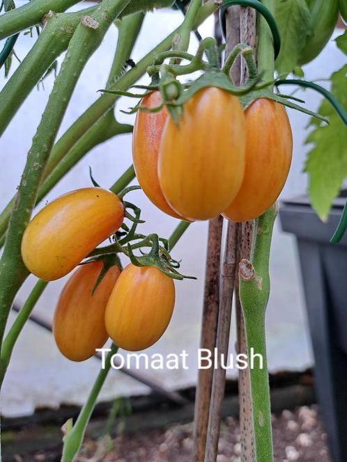 Zaden tomaat blush, Tuin en Terras, Bloembollen en Zaden, Voorjaar, Volle zon, Verzenden