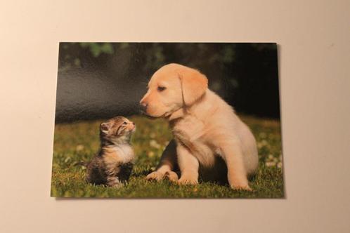 Katten Postkaart - Klein Kitten en Labrador Pup, Freunde, Verzamelen, Ansichtkaarten | Dieren, Ongelopen, 1980 tot heden, Hond of Kat