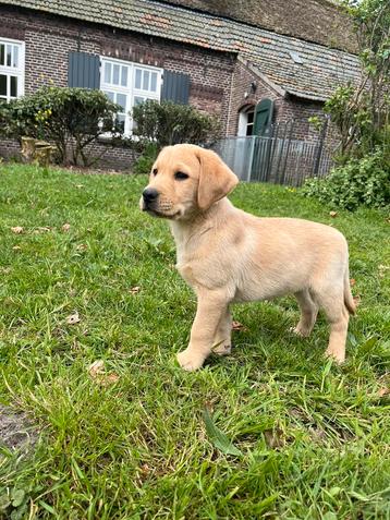 Labrador pups ( geteste ouders )