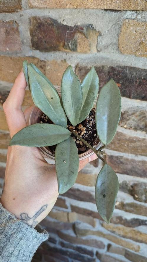 Goed gewortelde Hoya Carnosa Wilbur Graves Super Silver, Huis en Inrichting, Kamerplanten, Overige soorten, Minder dan 100 cm