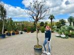 Wisteria floribunda 'Eranthema' - blauwe regen met oude stam