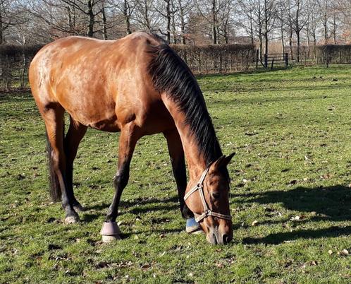 Fokmerrie Vivaldi X Rousseau X Jazz, Dieren en Toebehoren, Paarden en Pony's | Dekhengsten en Fokmerries, Merrie