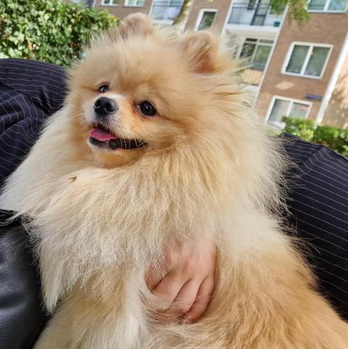 Pomeranian - Pomeriaan Dekreu ️- NIET TE KOOP️, Dieren en Toebehoren, Honden | Dekreuen, Reu, Particulier, Eén hond, Buitenland