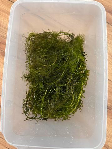 Gratis aquariumplanten