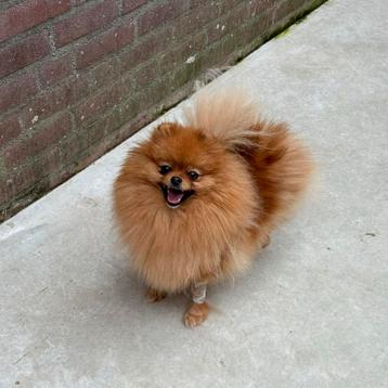 Show/fok teef, SM/CM/PL VRIJ! Pomeranian pomeriaan dwergkees