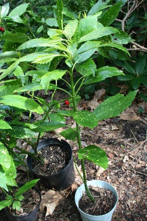 Mooie aucuba struiken uitverkoop, Tuin en Terras, Planten | Struiken en Hagen, Overige soorten, Ophalen